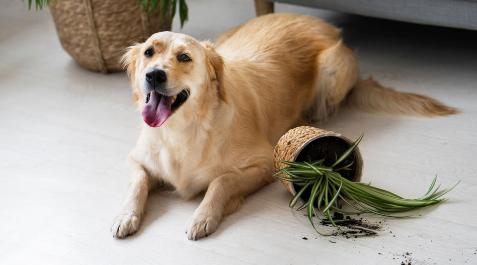 Health Benefits & Uses of Turmeric in Dogs Diet